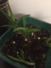 Spikey aloe vera for sale  Chambersburg