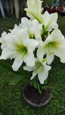 Amaryllis mont blanc for sale  CRAWLEY