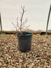 Acer palmatum bonsai for sale  Hendersonville