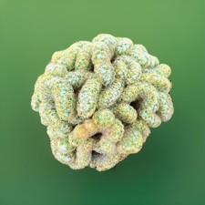 Mammillaria elongata cristata for sale  Jurupa Valley