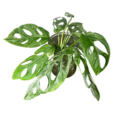 Monstera adansonii indonesian gebraucht kaufen  Suhl