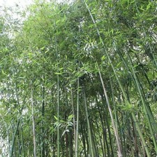 Fresh giant japanese for sale  USA