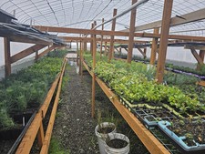 cedar planting box for sale cedar planting box for sale North Bend