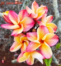 Lava flow plumeria for sale  Haleiwa