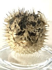 Petit poisson globe d'occasion  Héricourt