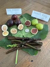 Fig varieties lsu for sale  Richmond