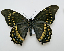 Papilio warscewiczii butterfly for sale  LIVERPOOL