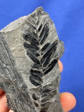 Carboniferous neuropteris plan gebraucht kaufen  Saarbrücken