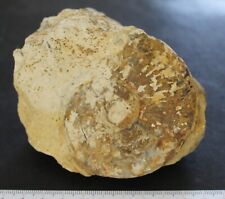 Ammonite fossile haugia d'occasion Ammonite fossile haugia d'occasion  Moyon