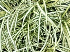 Carex evergold evergreen for sale Carex evergold evergreen for sale  PRESTON