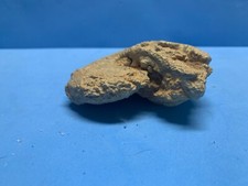 Fossile conchiglia usato  Castel Maggiore
