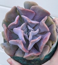 Echeveria cubic frost for sale  San Carlos