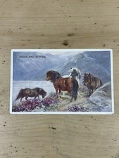 Highland ponies horse for sale  CHESTER