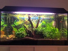 Aquarium gutem zustand gebraucht kaufen  Viersen