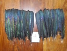 Magpie tail feathers for sale  ABERDEEN