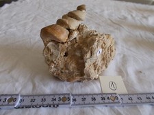 Fossile.turitella sp.moulage i d'occasion  Sainte-Maxime