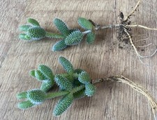 Rooted plants delosperma for sale  SHEFFIELD