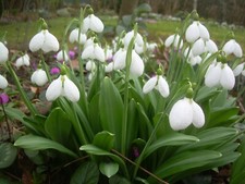 Galanthus perce neige d'occasion  Bois-Guillaume