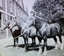 Belgian draft horses for sale  Spanish Fork
