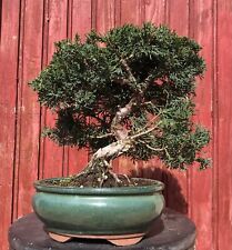 Bonsaï juniperus chinensis d'occasion  Cuges-les-Pins