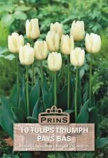 Tulip triumph pays for sale  UK