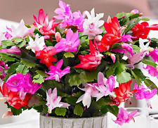 Christmas cactus colour for sale  IPSWICH