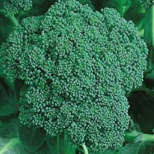 Organic calabrese broccoli for sale  Minneapolis