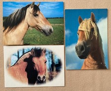 Pferdepostkarten pferd fjordpf gebraucht kaufen  Eisleben