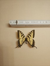 Papilio canadensis gebraucht kaufen  Halle