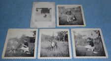 Vintage french bulldog for sale  Worton