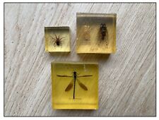 Inclusion insecte araignée d'occasion  Versailles