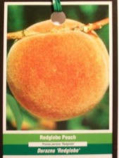 Red globe peach for sale  Ben Wheeler
