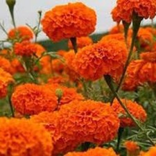 Sementes de calêndula CALÊNDULA AFRICAN KEES SEMENTES DE FLOR DE LARANJEIRA Jardim de Flores Calêndula comprar usado  Enviando para Brazil