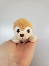 Russ petooties pets for sale  SOUTHAMPTON