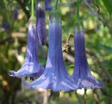 Blue angel trumpet for sale  Ravensdale
