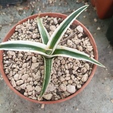 Agave white rhino usato  Porto Cesareo