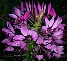 Samen den blumen gebraucht kaufen  Calw