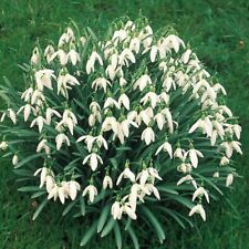 100 single snowdrop for sale  DONCASTER