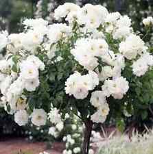 Large rose plant for sale  LIVERPOOL