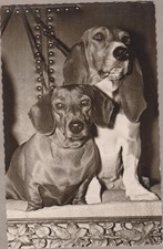 Dachshund Teckel vintage.  PC Basset Hund Old Dog. 1961 comprar usado Dachshund Teckel vintage.  PC Basset Hund Old Dog. 1961 comprar usado  Enviando para Brazil