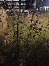Verbena bonariensis 200 gebraucht kaufen  Versand nach Germany