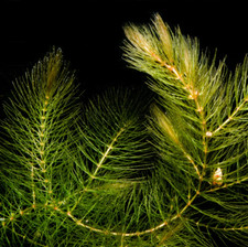Rauhes hornkraut foxtail gebraucht kaufen  Altheim