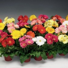 Gerbera jaguar mix for sale  Gold Hill