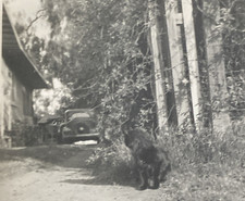 1940s black cat for sale  New Hartford