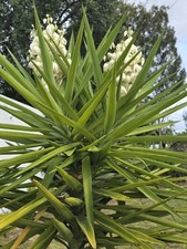 Spineless yucca live for sale  Opa Locka