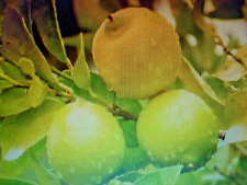 Graines citronnier poncirus d'occasion  Saintes
