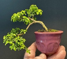 Bonsai tree mame for sale  Richmond