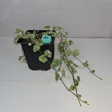 Potted nepeta variegated for sale  LUTON