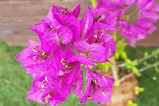 Bougainvillier elisabeth d'occasion  Perpignan-