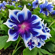 100pcs morning glory for sale  Staten Island
